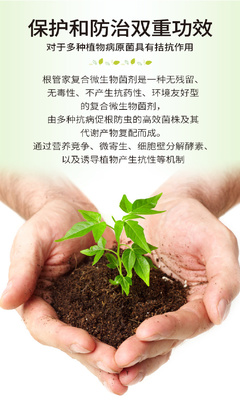 土传病害克星 复合微生物菌剂与抗重茬技术的前沿研发