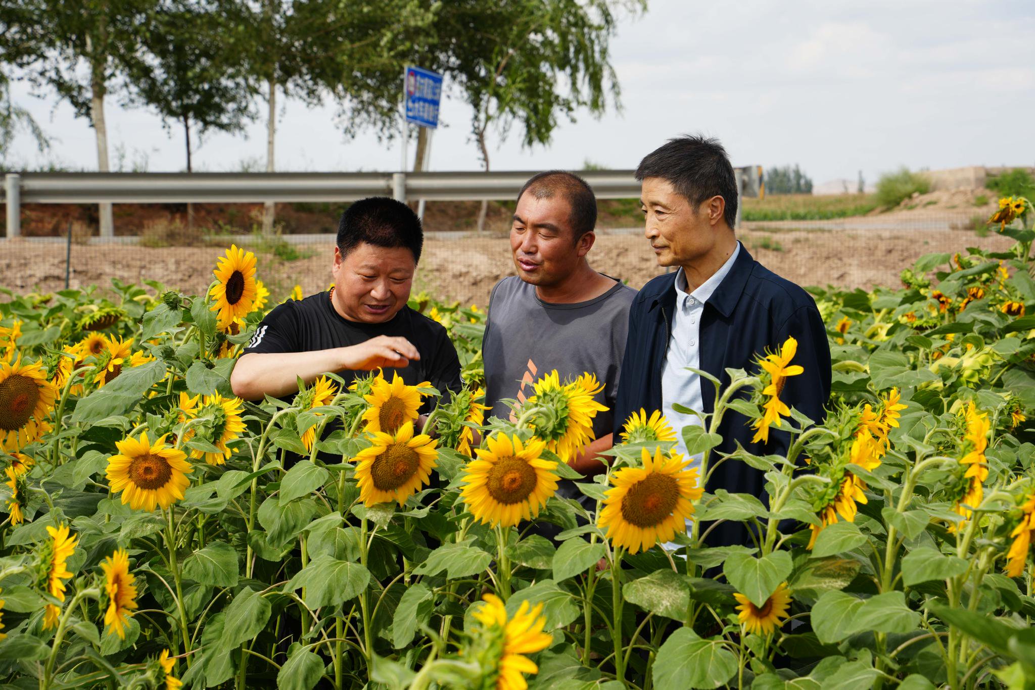 兰州大学绿色材料研发中心主任刘伟生介绍,凹凸棒复合微生物肥料以及